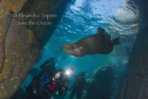 Sea Lion with divers by Alejandro Topete 